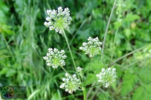 Chaerophyllum temulum (2).jpg_product_product